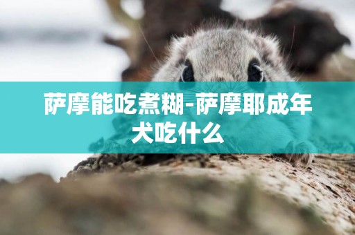 薩摩能吃煮糊-薩摩耶成年犬吃什么