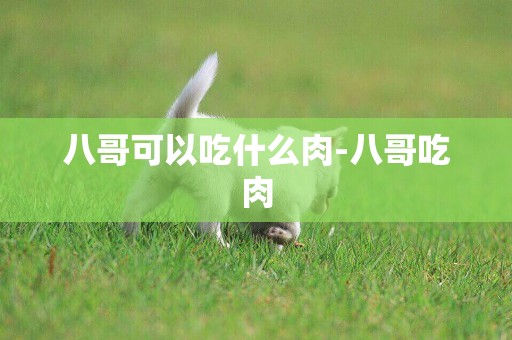 八哥可以吃什么肉-八哥吃肉