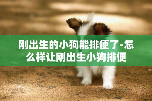 剛出生的小狗能排便了-怎么樣讓剛出生小狗排便