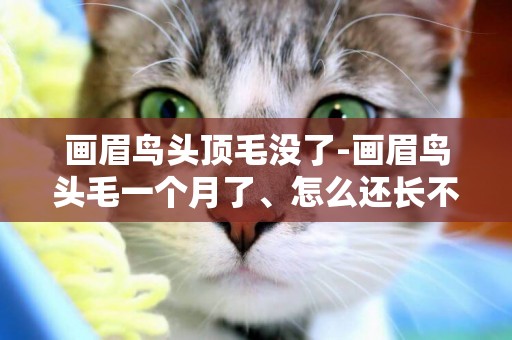 畫眉鳥頭頂毛沒了-畫眉鳥頭毛一個月了、怎么還長不出
