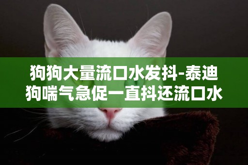 狗狗大量流口水發抖-泰迪狗喘氣急促一直抖還流口水