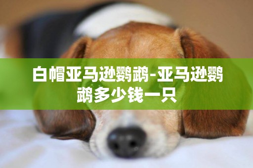 白帽亞馬遜鸚鵡-亞馬遜鸚鵡多少錢一只