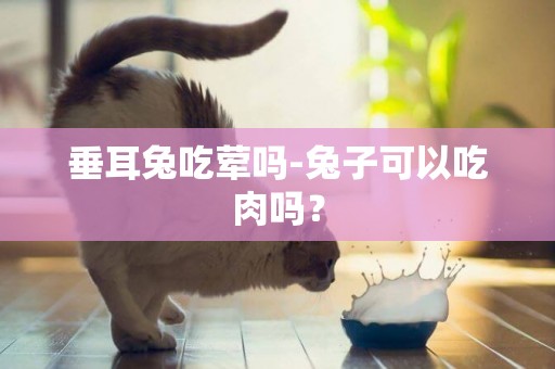 垂耳兔吃葷嗎-兔子可以吃肉嗎？