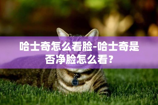 哈士奇怎么看臉-哈士奇是否凈臉怎么看？