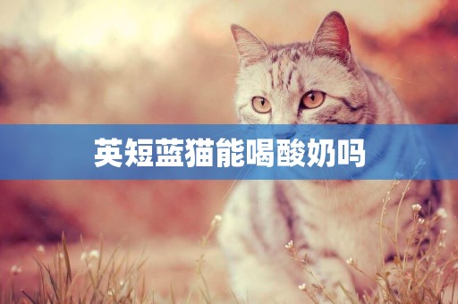 英短藍貓能喝酸奶嗎