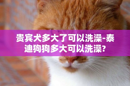 貴賓犬多大了可以洗澡-泰迪狗狗多大可以洗澡?