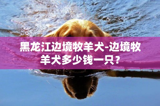黑龍江邊境牧羊犬-邊境牧羊犬多少錢一只？