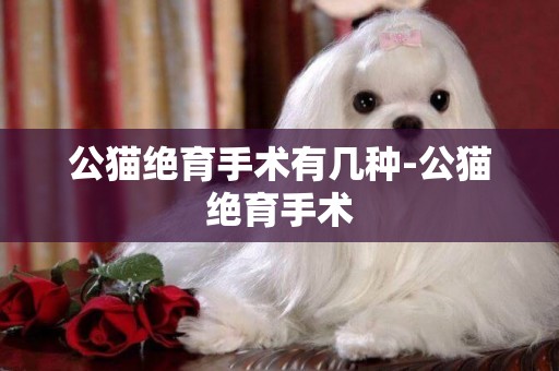 公貓絕育手術有幾種-公貓絕育手術