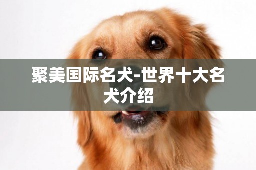 聚美國際名犬-世界十大名犬介紹