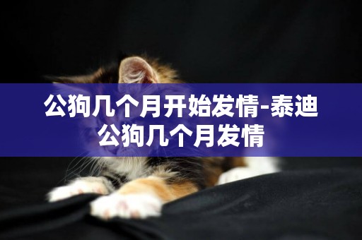 公狗幾個月開始發情-泰迪公狗幾個月發情