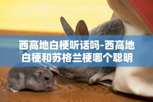 西高地白梗聽話嗎-西高地白梗和蘇格蘭梗哪個聰明