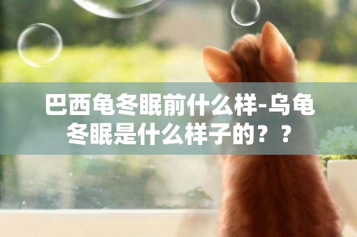 巴西龜冬眠前什么樣-烏龜冬眠是什么樣子的？？