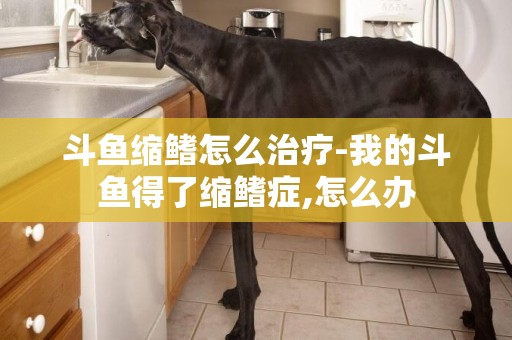 斗魚縮鰭怎么治療-我的斗魚得了縮鰭癥,怎么辦