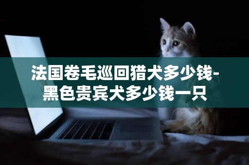 法國卷毛巡回獵犬多少錢-黑色貴賓犬多少錢一只