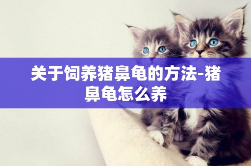關于飼養豬鼻龜的方法-豬鼻龜怎么養