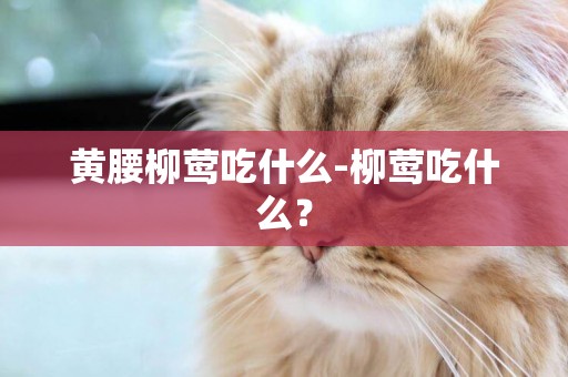 黃腰柳鶯吃什么-柳鶯吃什么？