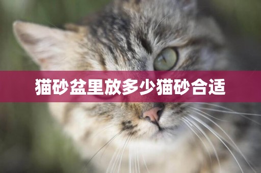 貓砂盆里放多少貓砂合適