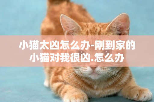 小貓太兇怎么辦-剛到家的小貓對我很兇.怎么辦