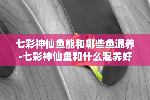 七彩神仙魚能和哪些魚混養-七彩神仙魚和什么混養好