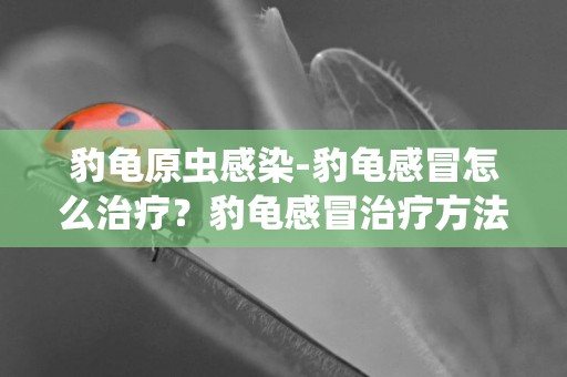 豹龜原蟲感染-豹龜感冒怎么治療？豹龜感冒治療方法