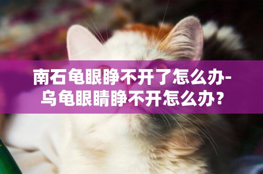 南石龜眼睜不開了怎么辦-烏龜眼睛睜不開怎么辦？