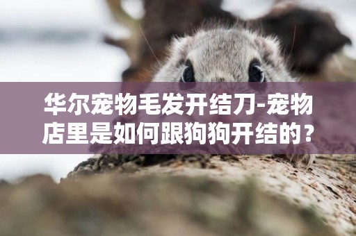 華爾寵物毛發開結刀-寵物店里是如何跟狗狗開結的？