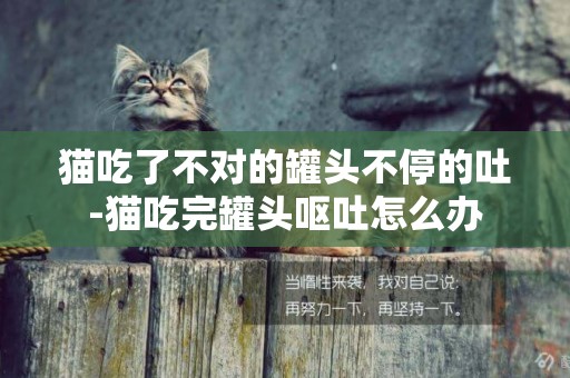 貓吃了不對的罐頭不停的吐-貓吃完罐頭嘔吐怎么辦