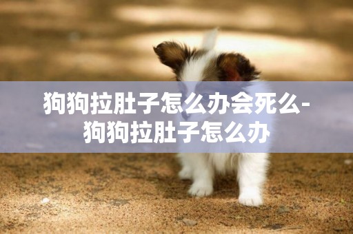 狗狗拉肚子怎么辦會死么-狗狗拉肚子怎么辦