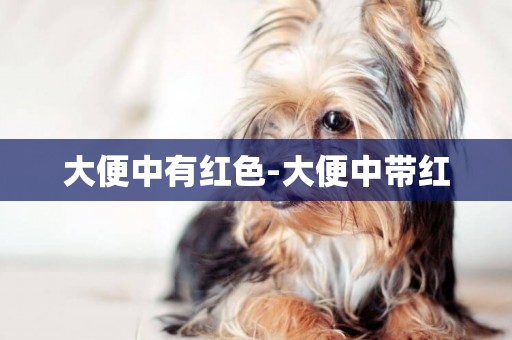 大便中有紅色-大便中帶紅