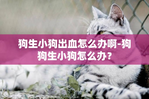 狗生小狗出血怎么辦啊-狗狗生小狗怎么辦？