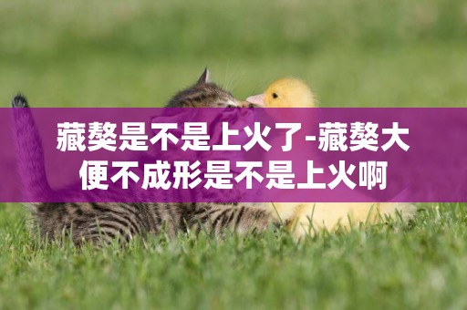 藏獒是不是上火了-藏獒大便不成形是不是上火啊
