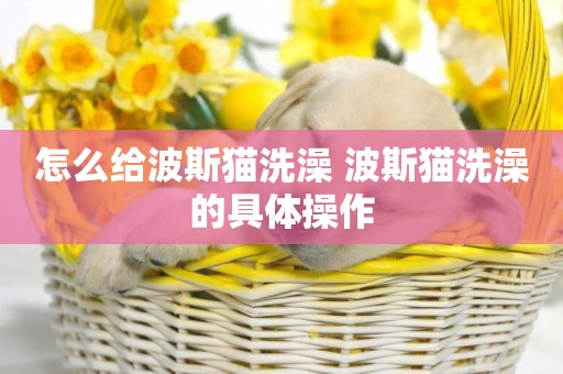 怎么給波斯貓洗澡 波斯貓洗澡的具體操作