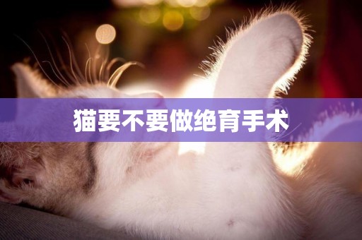貓要不要做絕育手術