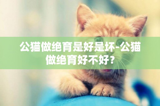 公貓做絕育是好是壞-公貓做絕育好不好？