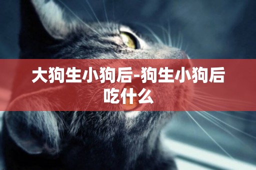 大狗生小狗后-狗生小狗后吃什么