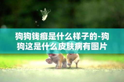 狗狗錢癬是什么樣子的-狗狗這是什么皮膚病有圖片