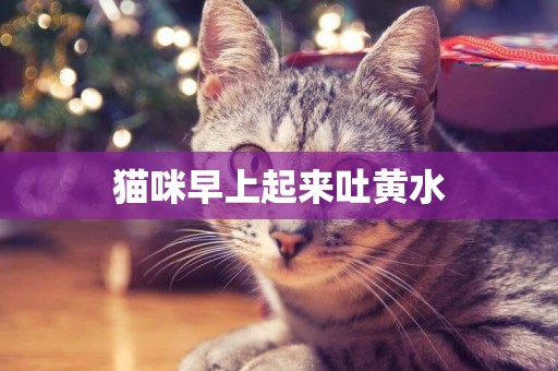 貓咪早上起來吐黃水