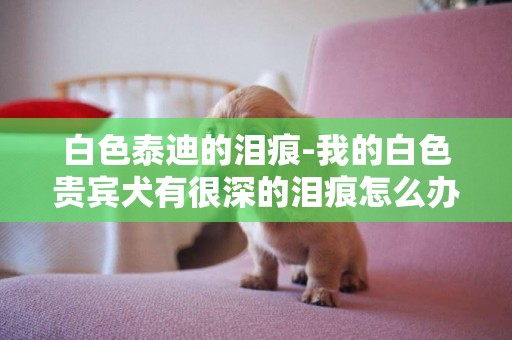 白色泰迪的淚痕-我的白色貴賓犬有很深的淚痕怎么辦