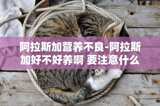 阿拉斯加營養不良-阿拉斯加好不好養啊 要注意什么