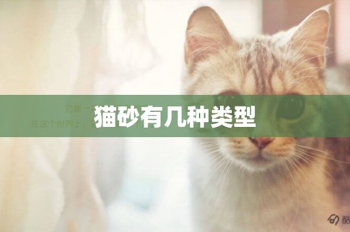 貓砂有幾種類型