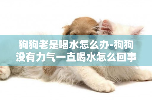 狗狗老是喝水怎么辦-狗狗沒有力氣一直喝水怎么回事