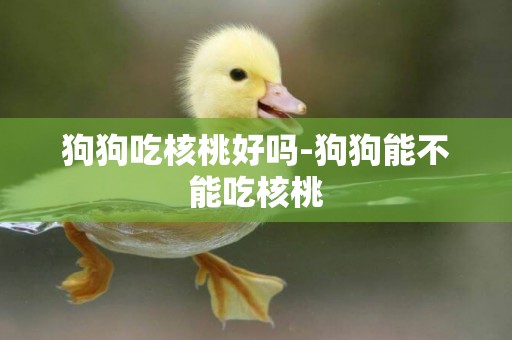 狗狗吃核桃好嗎-狗狗能不能吃核桃