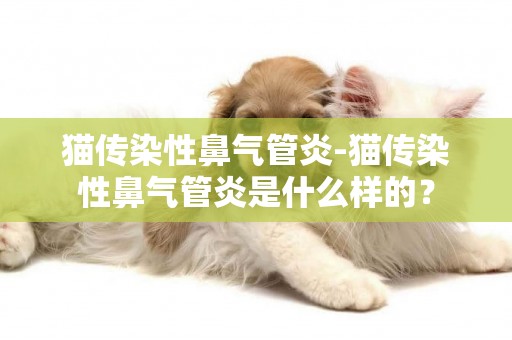 貓傳染性鼻氣管炎-貓傳染性鼻氣管炎是什么樣的？