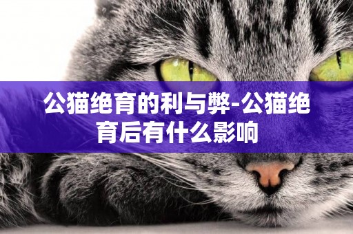 公貓絕育的利與弊-公貓絕育后有什么影響