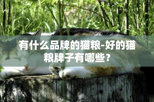 有什么品牌的貓糧-好的貓糧牌子有哪些？