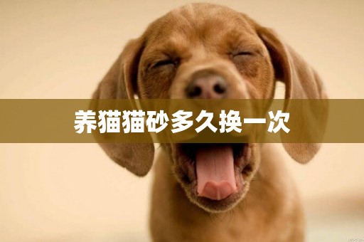 養貓貓砂多久換一次
