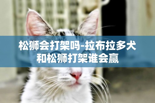 松獅會打架嗎-拉布拉多犬和松獅打架誰會贏