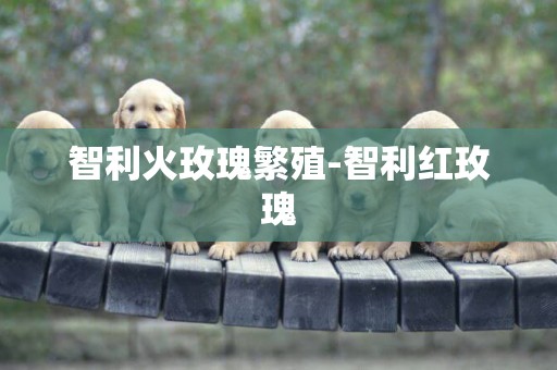 智利火玫瑰繁殖-智利紅玫瑰