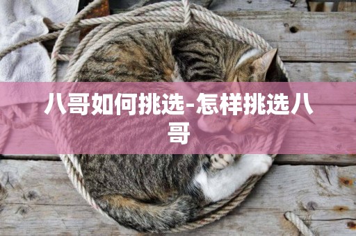 八哥如何挑選-怎樣挑選八哥