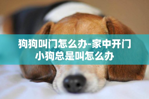 狗狗叫門怎么辦-家中開門小狗總是叫怎么辦